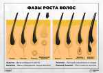 Онлайн-курс — Обучение мужскому шугарингу - миниатюра плаката по депиляции - фазы роста волос