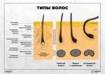 Онлайн-курс — Обучение мужскому шугарингу - миниатюра плаката по депиляции - типы волос